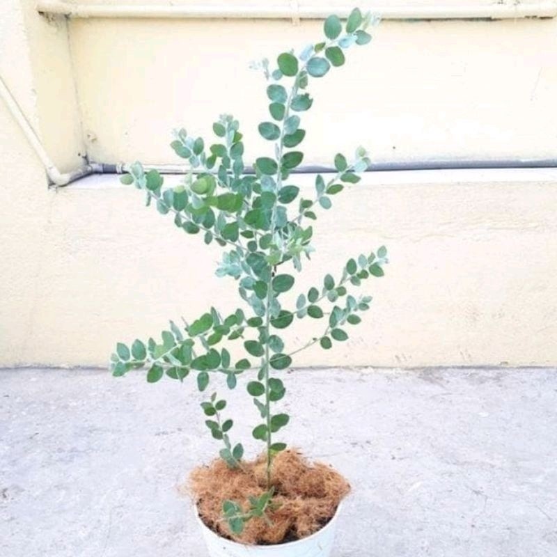 Tanaman Memusa /Silver Dollar / Eucalyptus Cinerea Silver