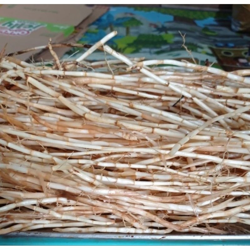 

akar Alang Alang 250gram