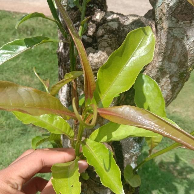 

COD Daun Putat segar