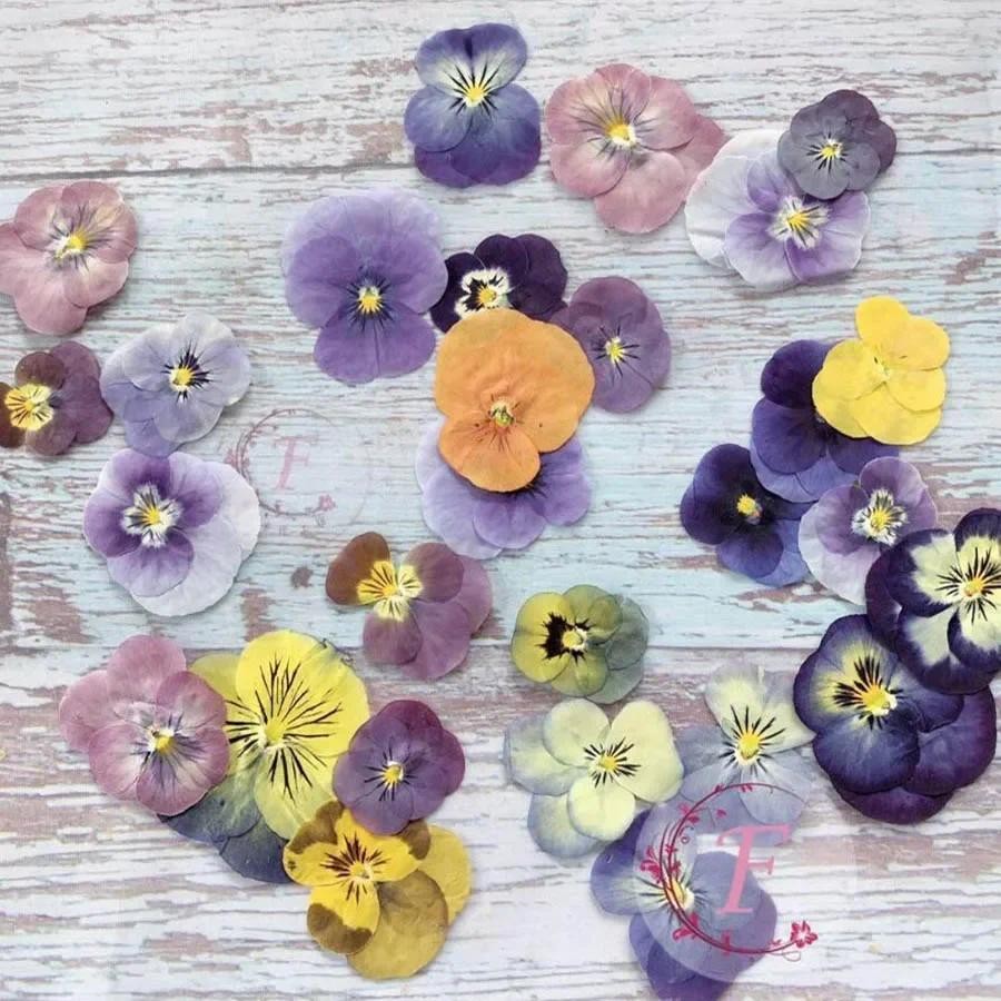 

60pcs Pressed Dried Pansy Viola Tricolor L. Flower Plants Herbarium For Jewelry Postcard Bookmark Phone Case Making DIY