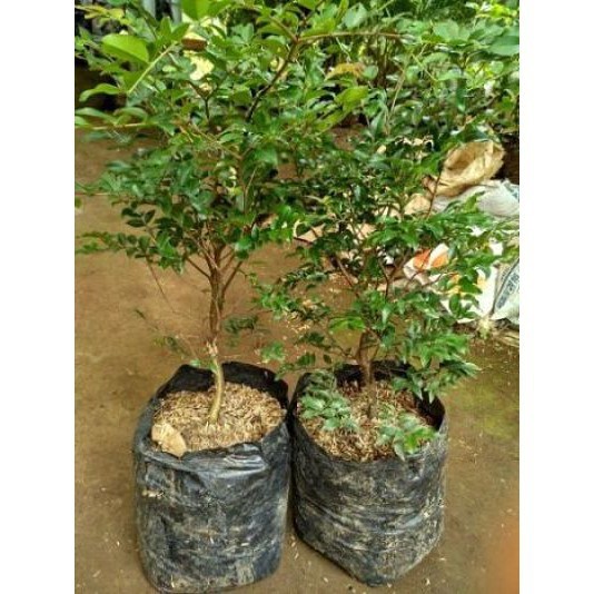 Bibit Tanaman Buah Anggur Brazil Jaboticaba