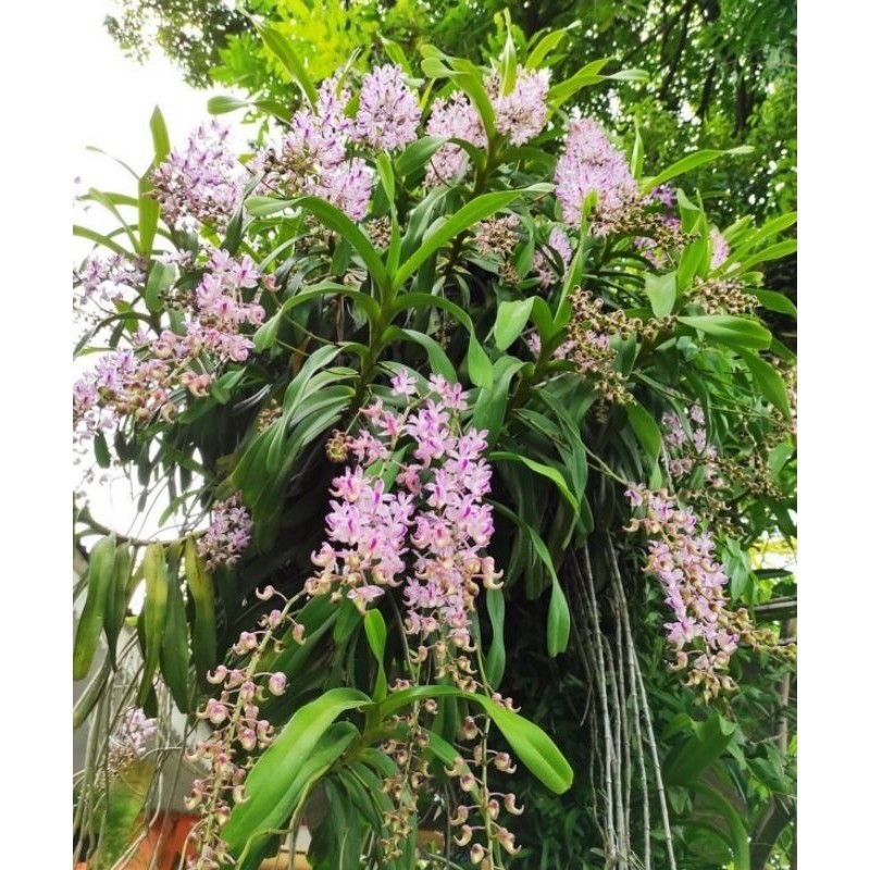 TANAMAN HIAS ANGGREK KUKU MACAN PREMIUM Aerides Odorata Anggrek Kuku Macan Dewasa Siap Berbunga Bung