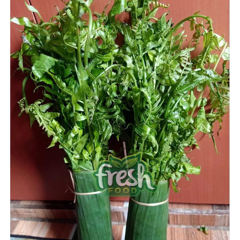 

Pakis Sayur Daun Paku Sayur Segar 250gr Daun Pakis Muda Sayuran Segar . .