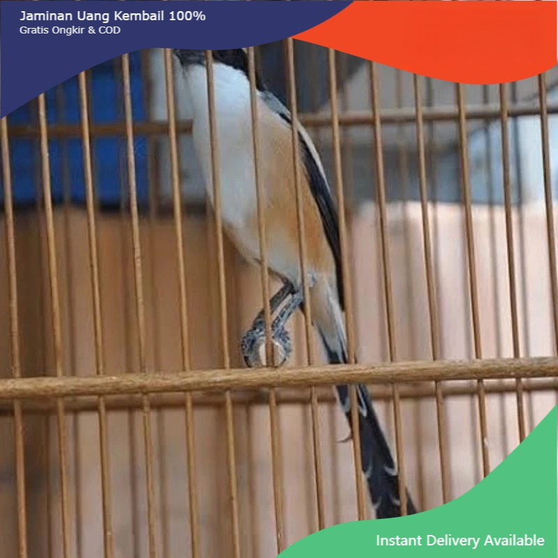 PENTET JATIM bahan muda hutan MULUS PiLihan jantan super