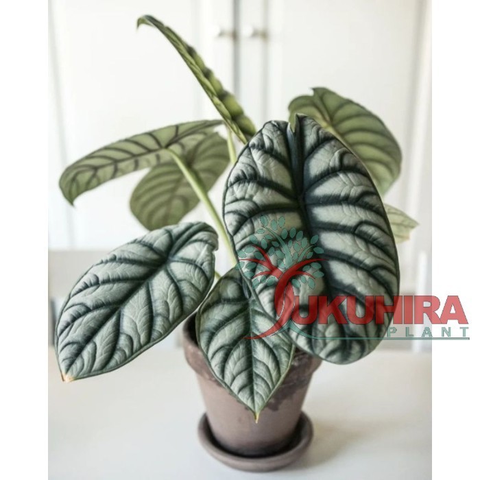 Alocasia Dragon Silver / keladi dragon Scale silver
