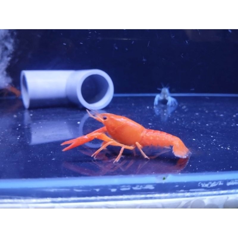 Paket lobster hias 5cm