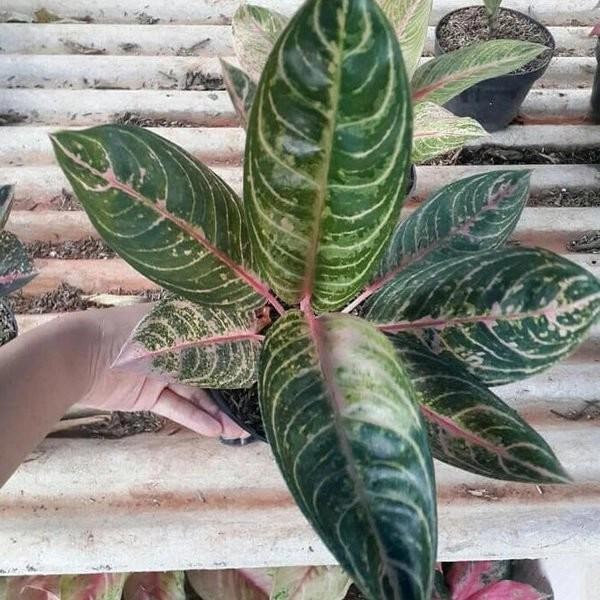 aglonema madam suroyo bibit - Murah