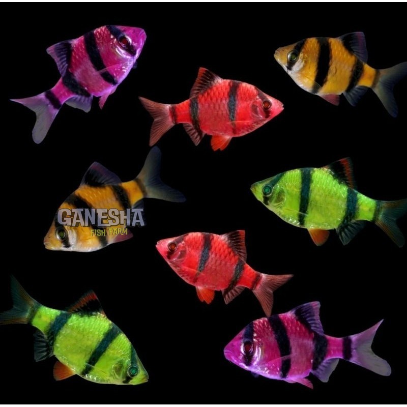 PROMO SUMATRA GLOWFISH isi 5 ekr BERGARANSI