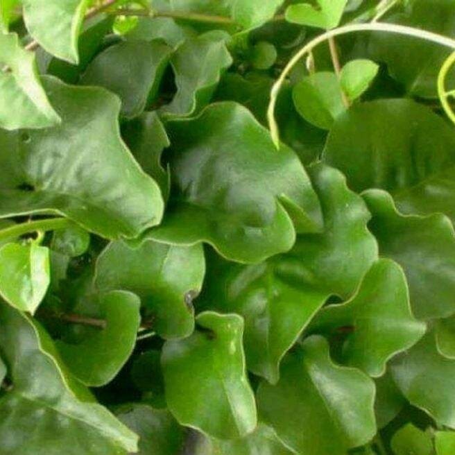 

50 lembar daun binahong segar, obat herbal. dipetik setelah dipesan/fres