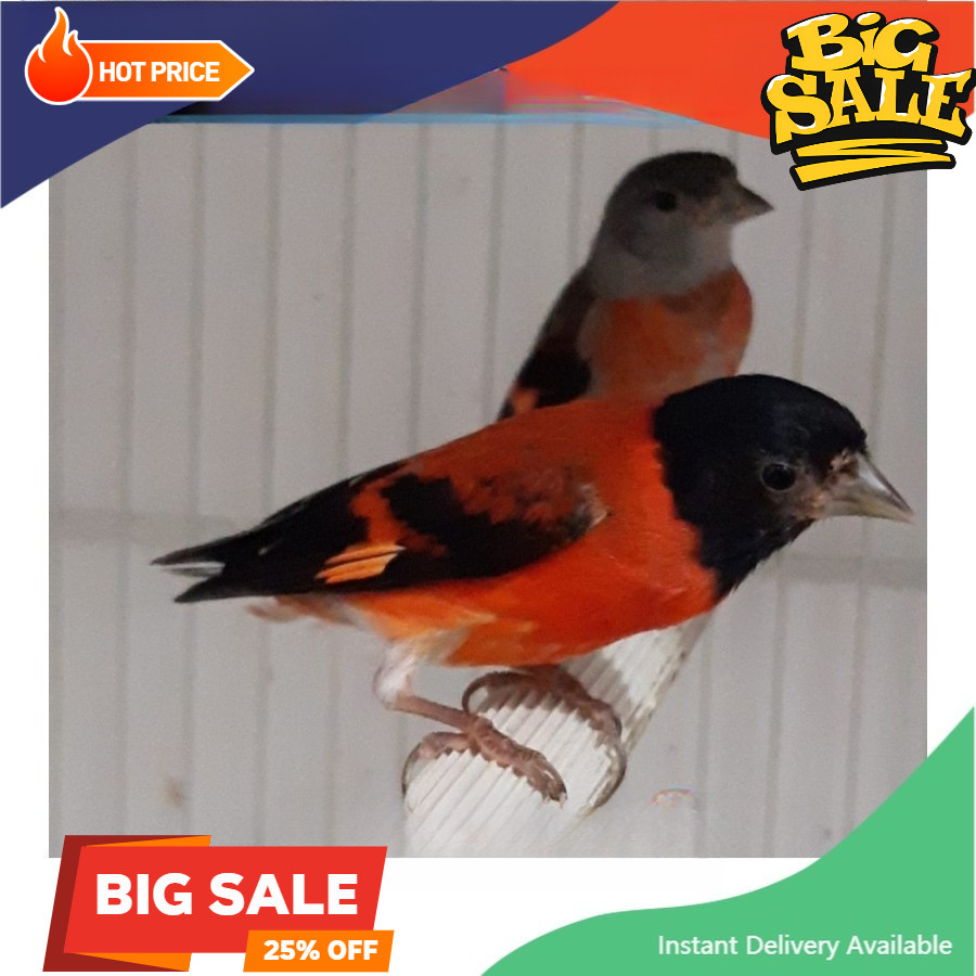 Burung Red Siskin Klasik Dewasa Betina Siapan