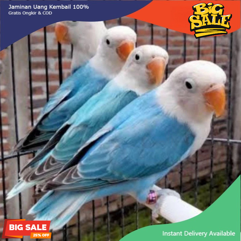 Burung Love Bird Biola Blue Lovebird Biola Blue Pilihan