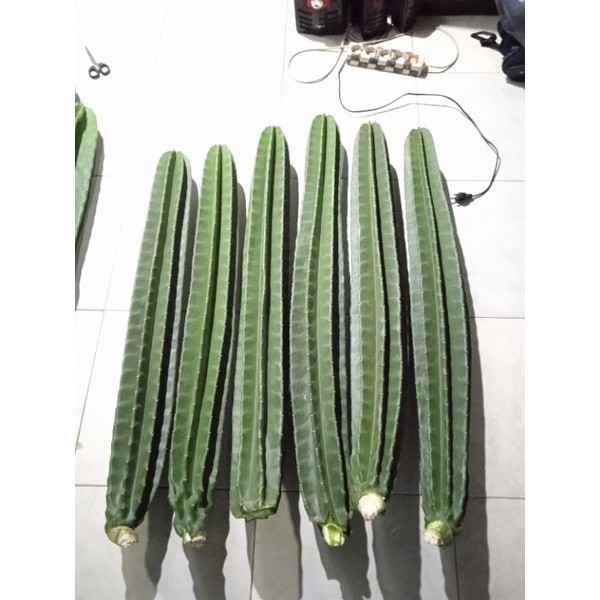 kaktus koboi besar kaktus koboi kaktus koboi (90- 99),(100-109cm) kaktus koboi tanpa duri