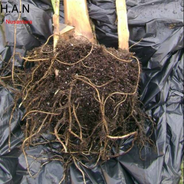 

Akar pohon pisang segar organik 100gram