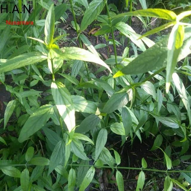 

Daun belalai gajah 500gram daun kalingsir kondisi segar khusus obat