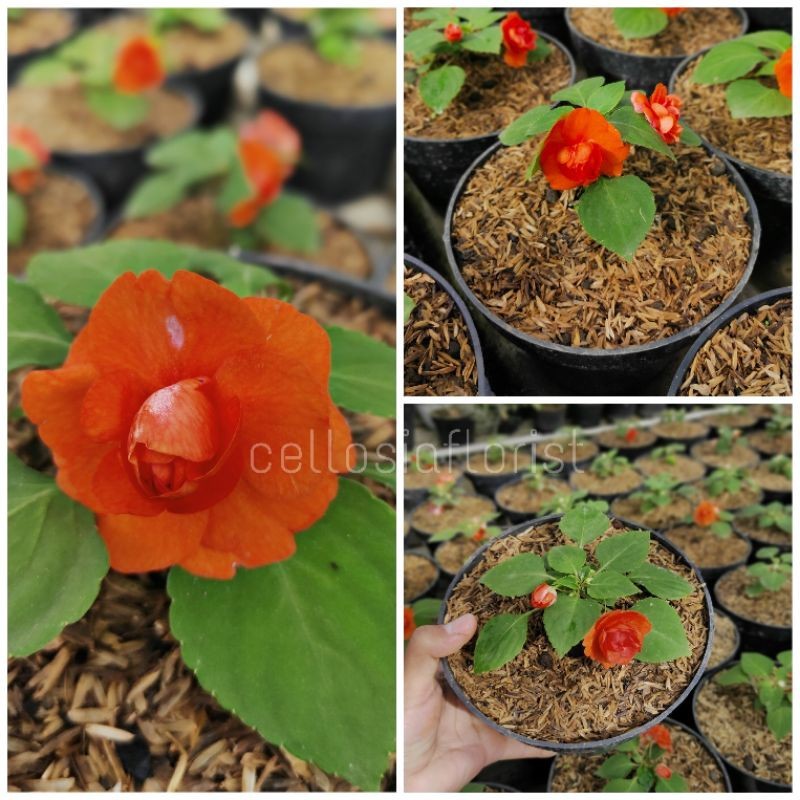 Tanaman Bunga Impatiens Walleriana Bunga Tumpuk, Pacar Air Tumpuk