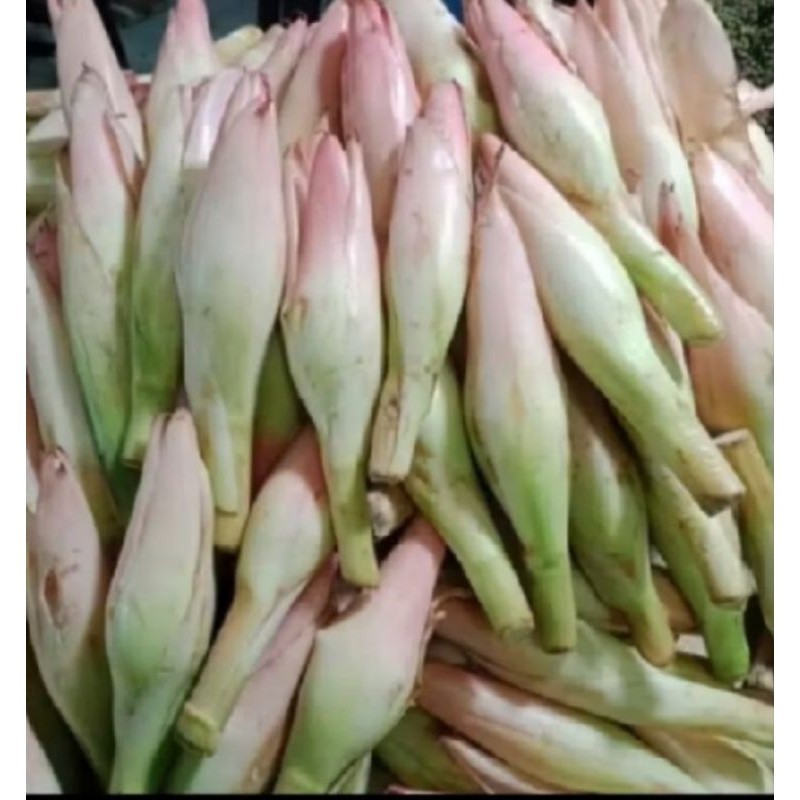 

kecombrang kincung onje bunga rias Medan 1kg