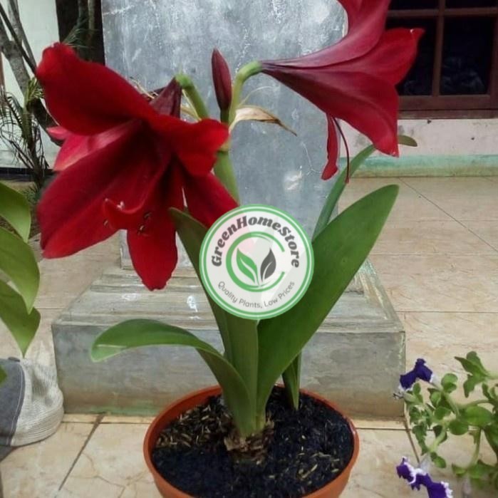 tanaman hias bunga bakung merah - bakung amarilis bunga merah