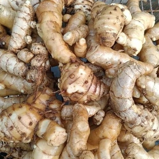 

Kurkuma / kunyit putih . pres herbal alami tradisionaal SL