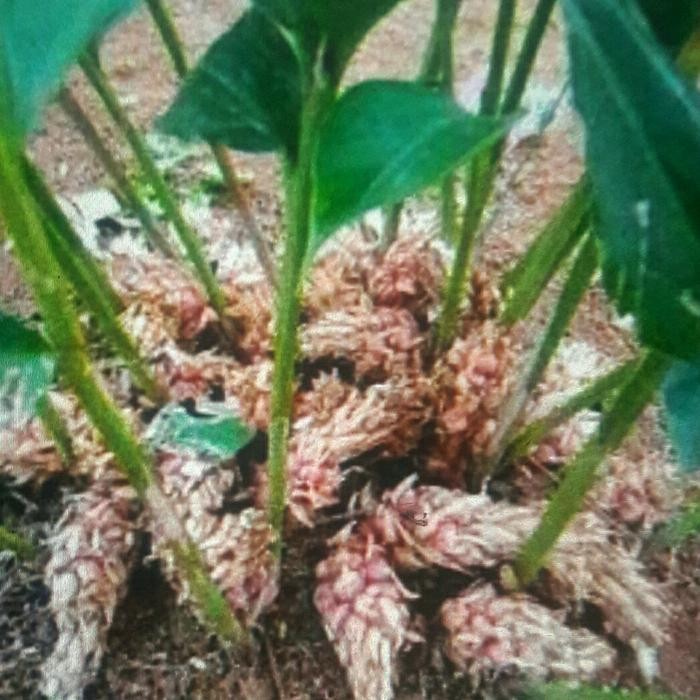 

tanaman kapulaga bumbu masak ready stok siap kirim