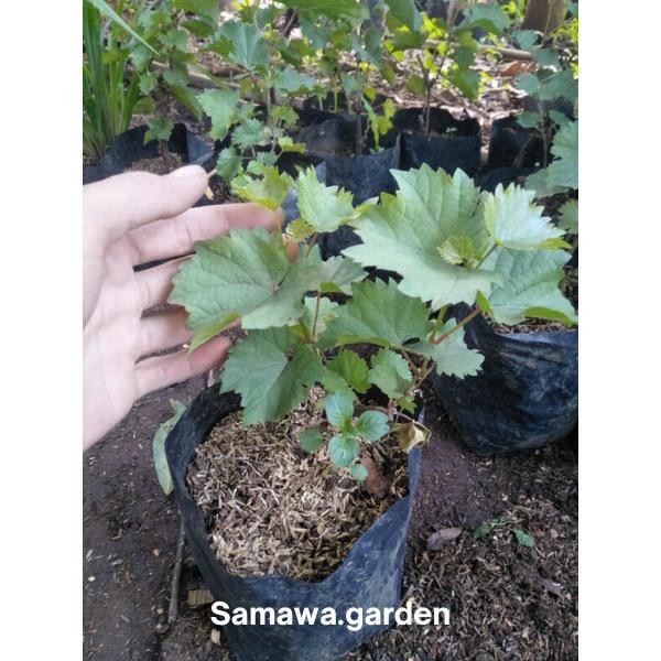 Bibit buah anggur moondrop