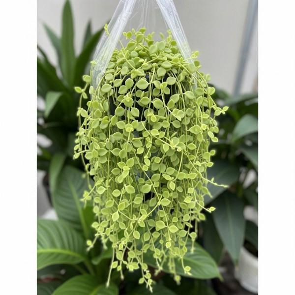 Tanaman Hias Greenfall– Indoor Anti Ribet,  Tanaman  Gantung Balkon Teras Rumah -  ukuran 15-25 cm -