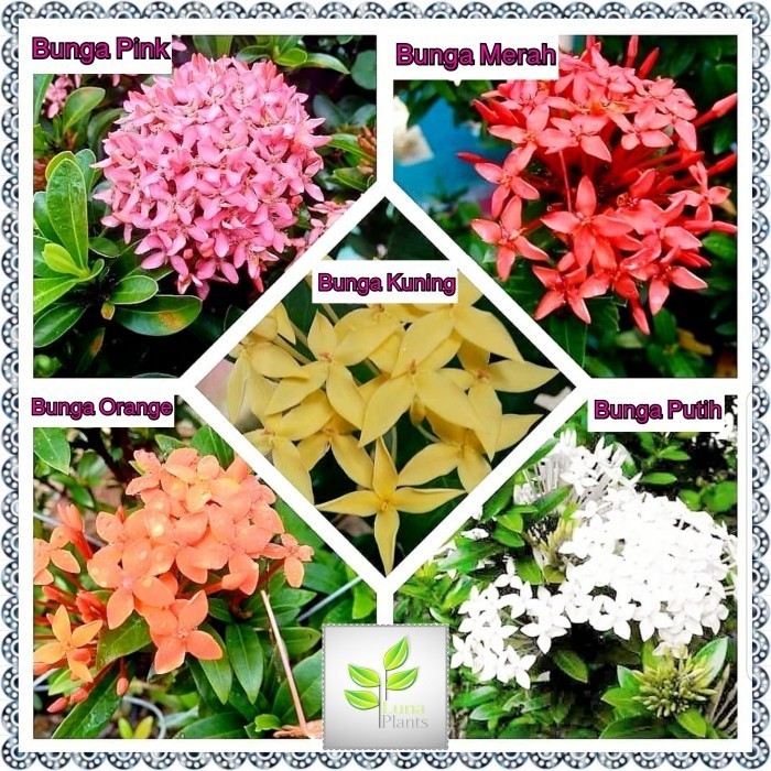 paket 5 bunga asoka madu - tanaman hias bunga asoka - Bunga Putih - Paket 5