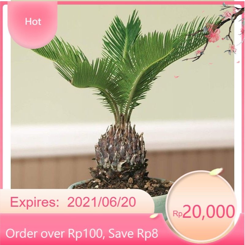 ( BISA COD ) Tanaman Hias Palem Sikas Dewasa & Bibit Palm Sikas Mawar Jambe / Pohon Palem Mawar Jamb