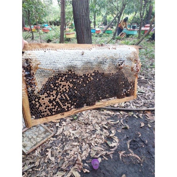 

Cv. Madu Akasia Madu Hutan Akasia Murni dan Asli 5 kg