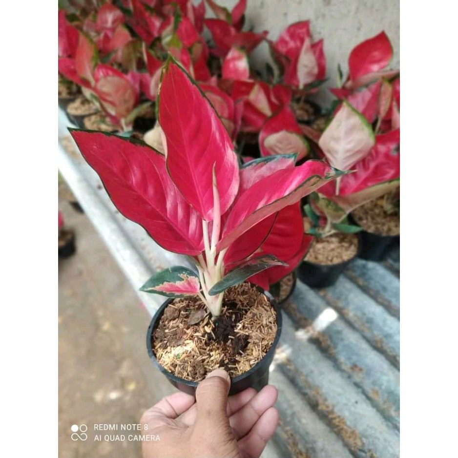 tanaman hias aglonema suksom jaipong bibit suksom