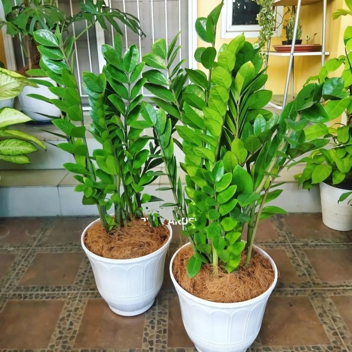 tanaman hias zamia dollar Pohon zamia dollar