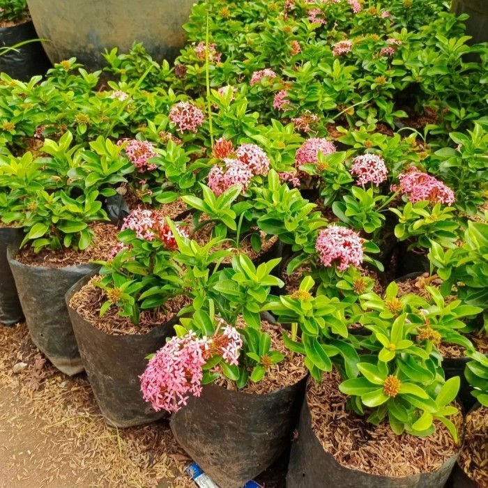 tanaman asoka jambon pink - pohon soka jambon pink asoka