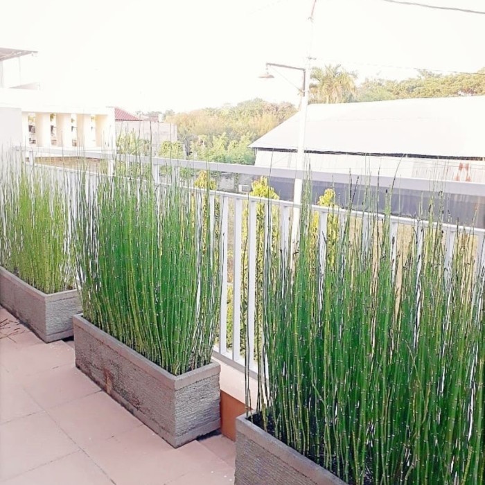 tanaman bambu air lidi - pohon bambu air - bambu air murah