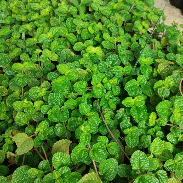 tanaman hiasan gantung daun mint/tanaman hidup daun mint