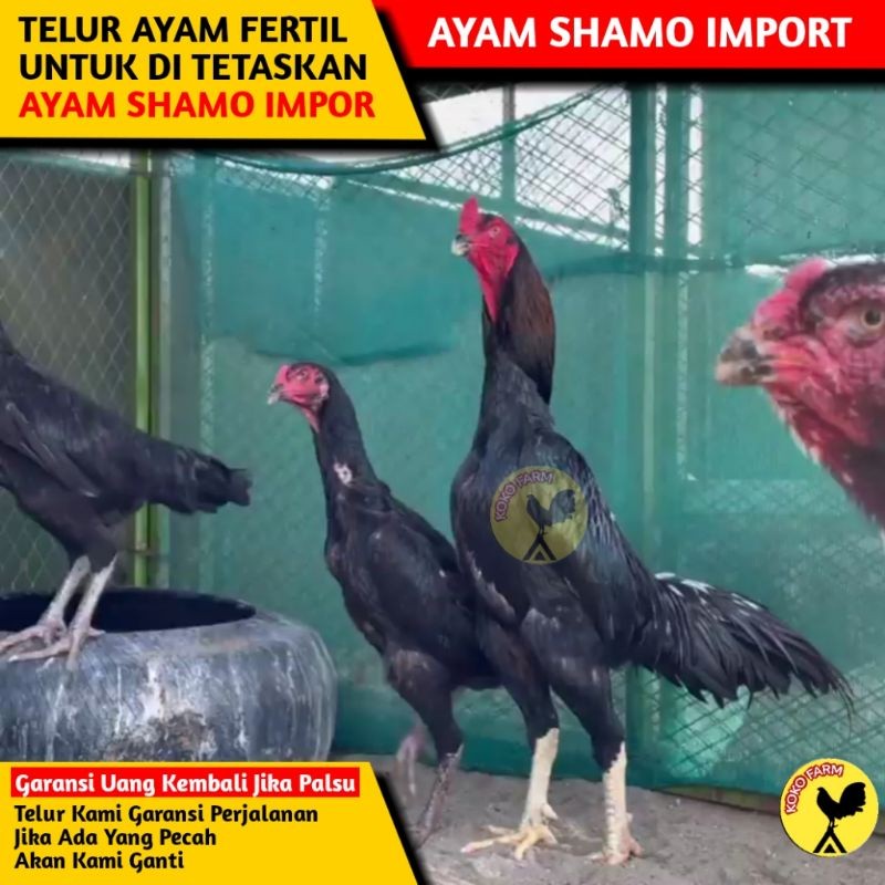 TELUR TETAS FERTIL AYAM SHAMO PURE IMPORT / BUKAN TELUR AYAM BIRMA BANGKOK SAIGON KAMPUNG PAMA