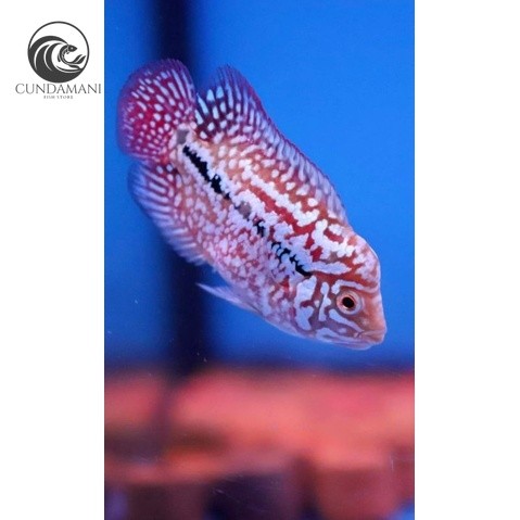 hiyasan aquarium Hiasan Aquarium Kamfa F2 Line V8 3.5cm cunda