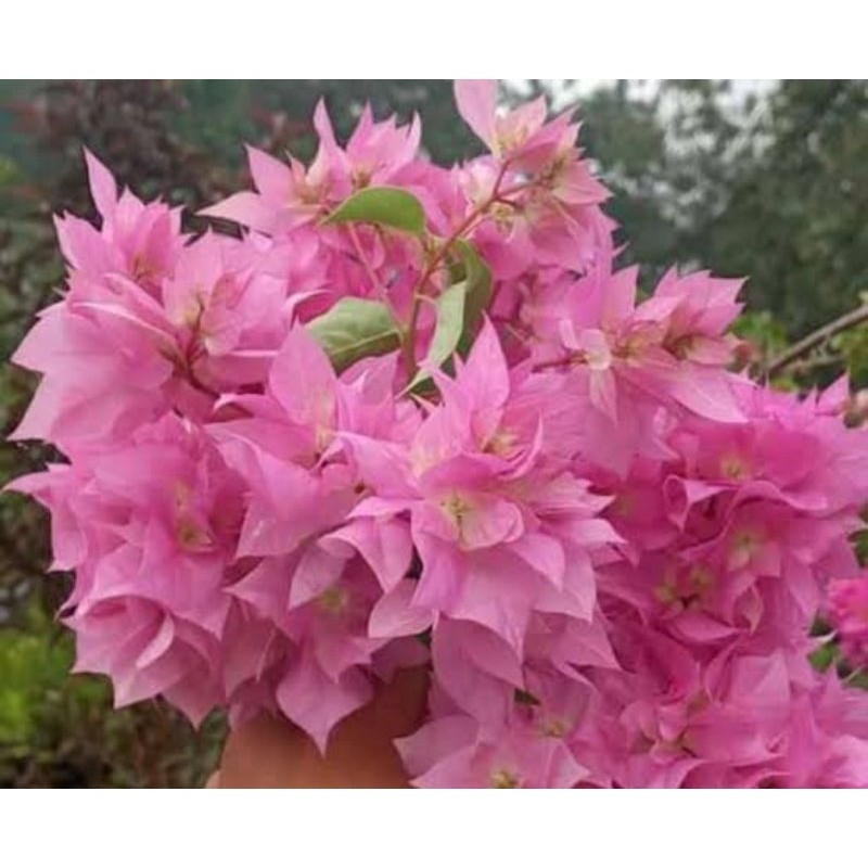 Tanaman bugenvil Hawaii koleksian warna pink