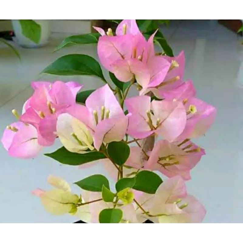 Tanaman bugenvil berbunga Bengawan Solo koleksi