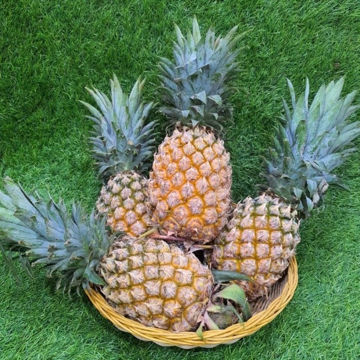 

Nanas Palembang (pcs +/- 800g)