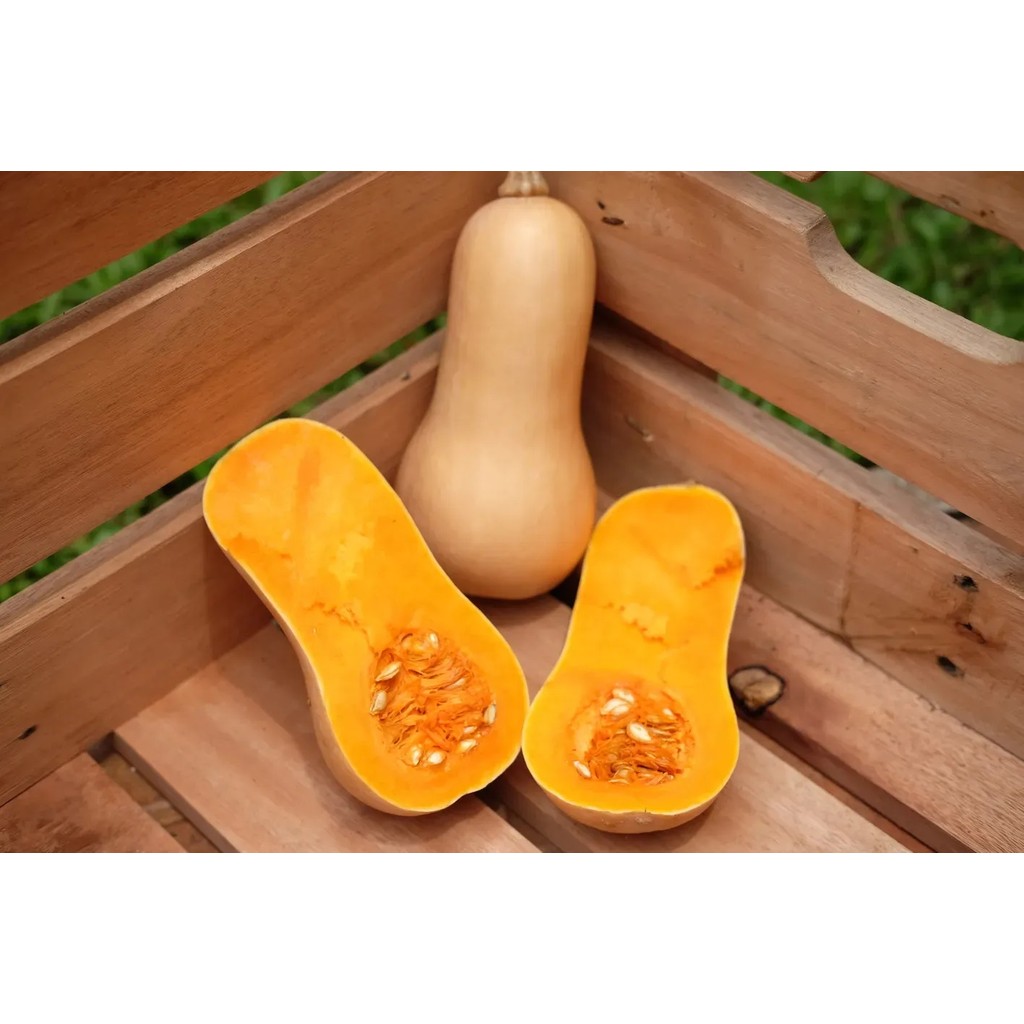 

Butternut Squash Pumpkin Labu Madu Organik Local Bebas Pestisida Makanan Ibu Menyusui MPASI Bayi Kolak