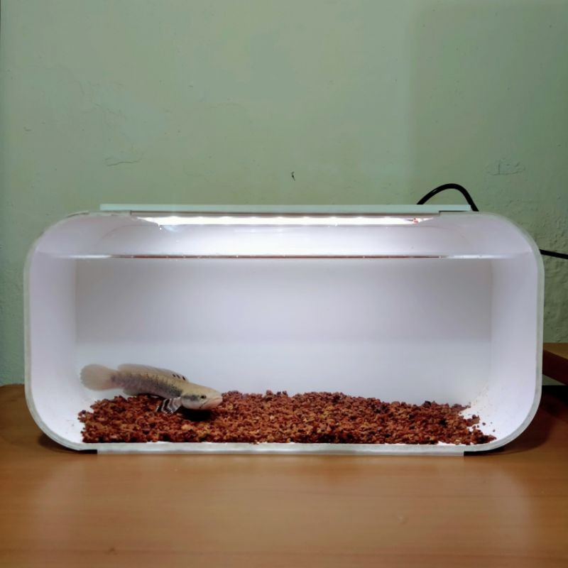 JU87Y Aquarium Chana Dengan Tutup dan Lampu / Akuarium Chana / Aquarium Channa / Aquarium Ikan Chana