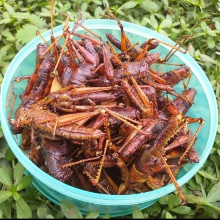 

belalang goreng satu toples di jamin murah