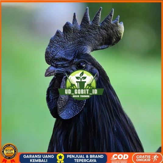 

Telur ayam cemani / telur ayam hias / telur fertil siap cod UD_GOBIT_ID