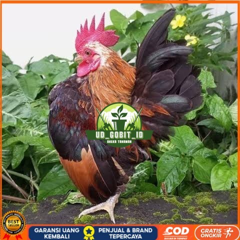 

Telur ayam serama / kate lokal fertil asli siap ditetaskan - ayam kate lokal UD_GOBIT_ID