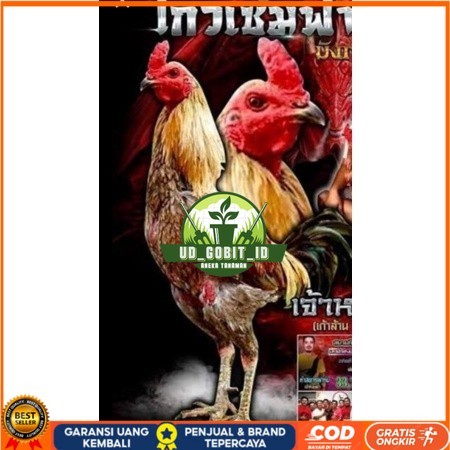 

Telur fertil ayam aduan yokeree x ninja kualitas super / mangon iq /pama iq / mangon vip / pama vip / bangkok super / pamalaw / pakhoy / khoyngon UD_GOBIT_ID