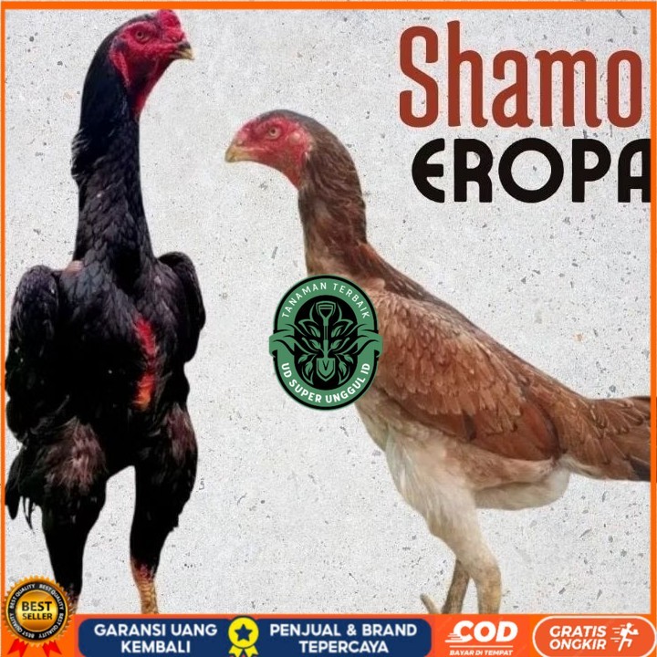 

telur ayam shamo eropa Ori petarung bisa untuk di tetaskan UD_SUPER_UNGGUL_ID