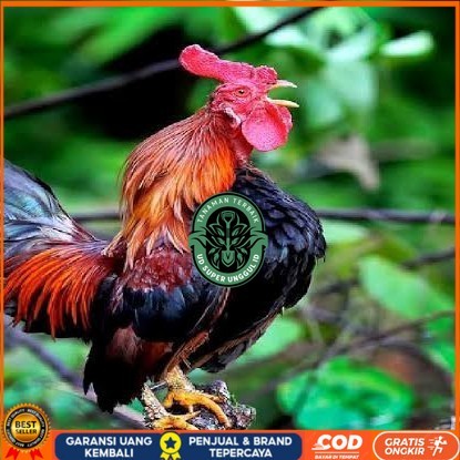 

Telur ayam ketawa dangdut slow gretek fertil siap ditetaskan UD_SUPER_UNGGUL_ID