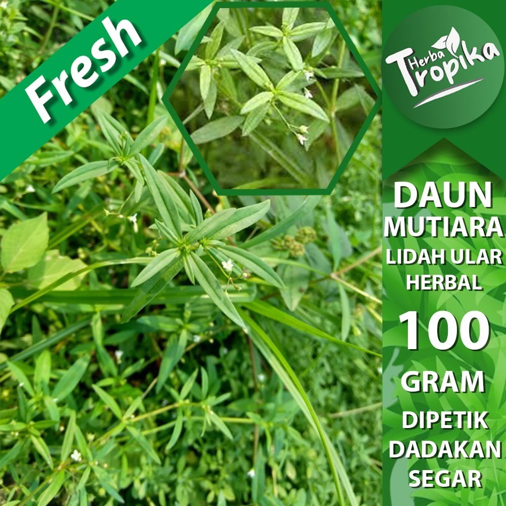 

Daun Rumput Mutiara lidah ular 100 gram segar herbal alami toko herba tropika