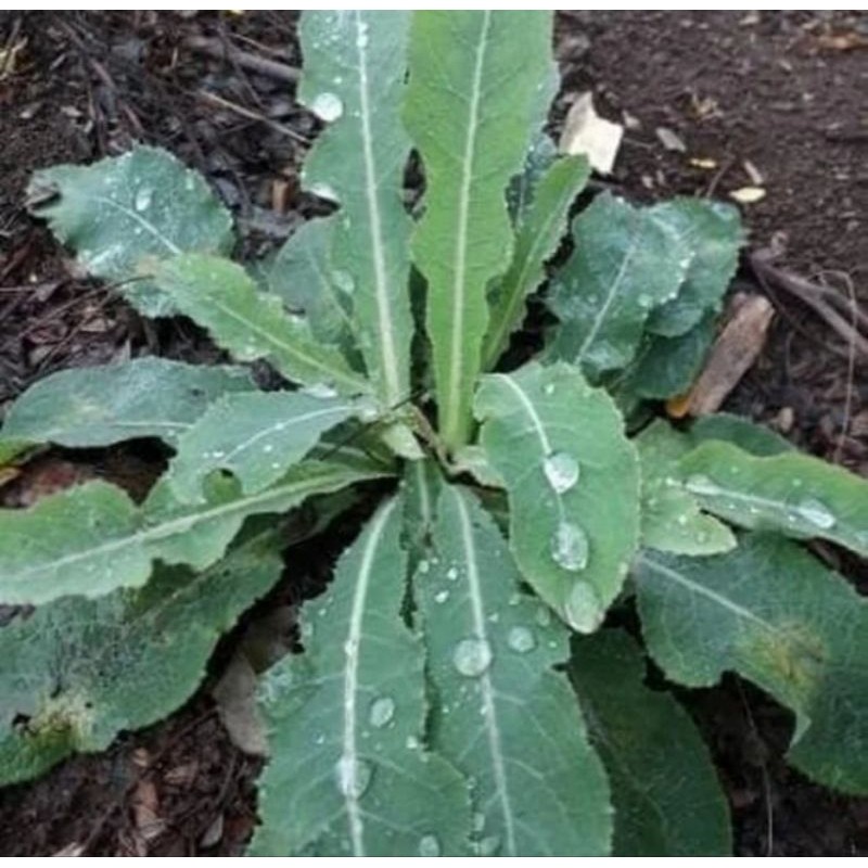 

daun,tempuyung,segar/500gr,herbal Rempah_herbalCo