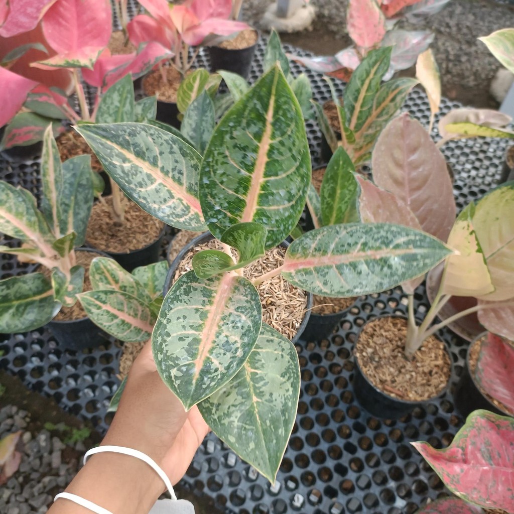 Tanaman hias aglonema gajah mada - aglonema gajah mada