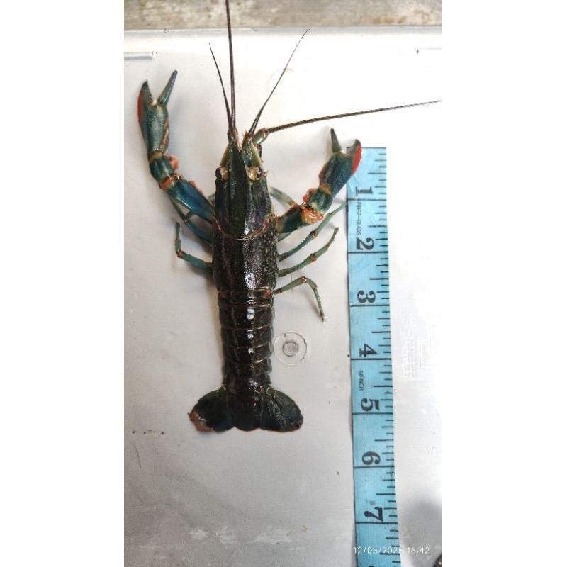 Indukan Lobster Air Tawar ukuran 5 inch